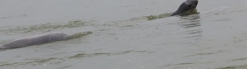 Image for article: ស្វាគមន៍ កំណើតកូនផ្សោតទី២ ក្នុងឆ្នាំ ២០២៦ លើទឹកដីខេត្តក្រចេះ