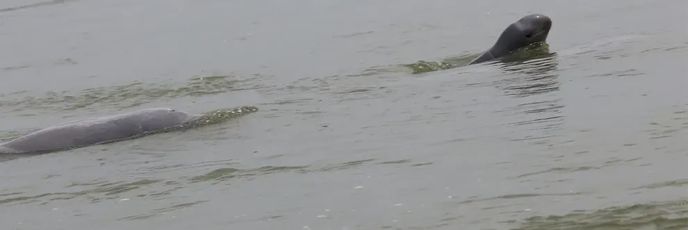 ស្វាគមន៍ កំណើតកូនផ្សោតទី២ ក្នុងឆ្នាំ ២០២៦ លើទឹកដីខេត្តក្រចេះ - Main Article Image