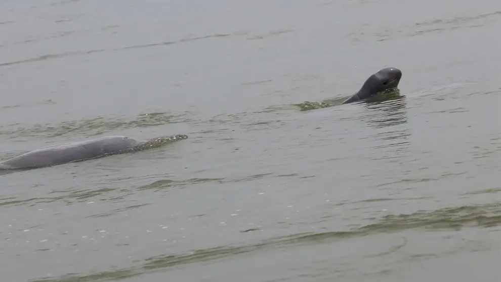 ស្វាគមន៍ កំណើតកូនផ្សោតទី២ ក្នុងឆ្នាំ ២០២៦ លើទឹកដីខេត្តក្រចេះ