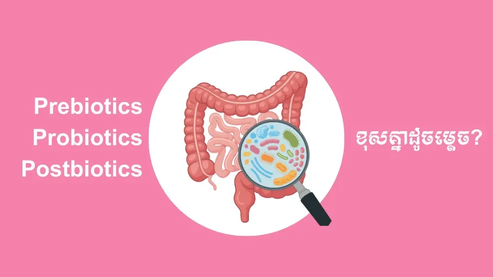 ឈ្មោះស្រដៀងគ្នា តែ Prebiotics Probiotics និង Postbiotics ខុសគ្នាដូចម្ត៉េច?