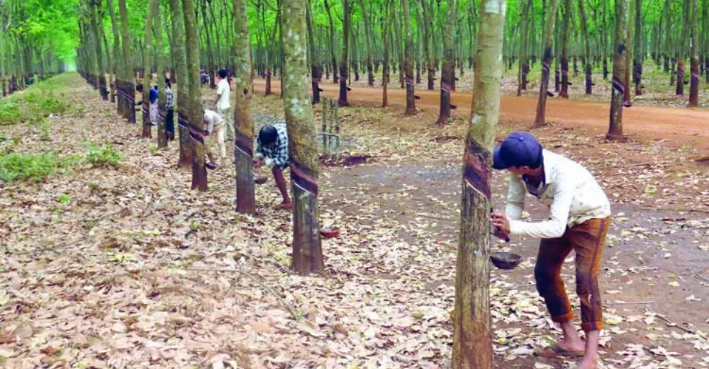 តម្រូវការ​ជ័រកៅស៊ូក្នុងស្រុកកើ...