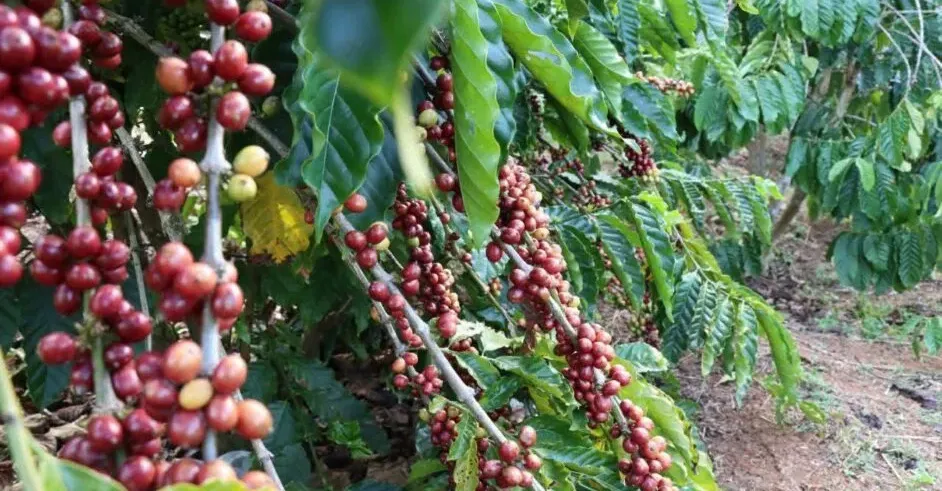 មណ្ឌលគិរី ធ្វើពិពិធកម្មលើដំណាំ...