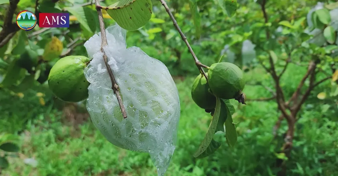 កសិករម្នាក់ដាំត្របែក ៣៥០ ដើម ប...