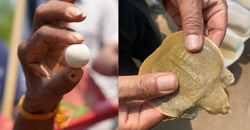 កន្ធាយក្បាលកង្កែប ជិតផុតពូជ ១៥ ក្បាល ត្រូវលែងចូលដែនទឹកធម្មជាតិ នៃខេត្តក្រចេះ