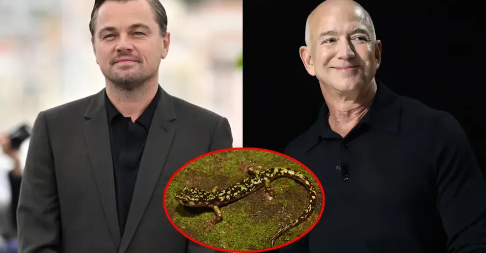 Leonardo DiCaprio និង Jeff Bezos ប្តេជ្ញាផ្តល់ប្រាក់ ២០០ លានដុល្លារ ដើម្បីជួយសត្វជិតផុតពូជ ១០០ ប្រភេទ
