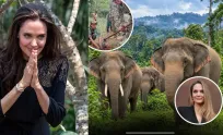 សារព័ត៌មានអន្តរជាតិ បានចុះផ្សាយពីមូលនិធិ Angelina Jolie ចំណាយពេល ២០ ឆ្នាំ ជួយសង្គ្រោះព្រៃឈើនៅកម្ពុជា