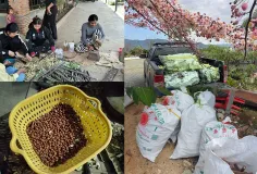 ល្បីផ្កាបូព្រឹក្សស្អាតពេក មន្ទីរខេត្តពោធិ៍សាត់ប្រកាស​ចែកកូនផ្កាជូនពលរដ្ឋ ក្រោយបណ្ដុះជោគជ័យ