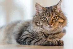 ត្រឹមជាសត្វចិញ្ចឹម តែបើសាកល្បងសង្កេតមើល ឆ្មាកំពុងបង្រៀនមេរៀនជីវិតជូនអ្នកប្រចាំថ្ងៃ