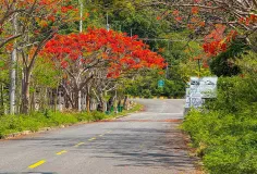 ដល់រដូវហើយ! ផ្កាក្ងោកខេត្តកែប ចាប់ផ្ដើមរីកដាសពេញផ្លូវ ស្អាតខ្លាំងណាស់