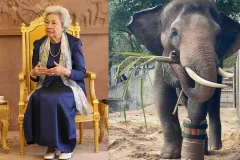 សម្ដេច​ម៉ែ ប្រោស​ប្រទានជើងសិប្បនិម្មិត​ដល់ដំរី ឈូក ដែល​កំពុង​រស់​នៅ​ភ្នំ​តាម៉ៅ - Article