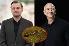 Leonardo DiCaprio និង Jeff Bezos ប្តេជ្ញាផ្តល់ប្រាក់ ២០០ លានដុល្លារ ដើម្បីជួយសត្វជិតផុតពូជ ១០០ ប្រភេទ - Article