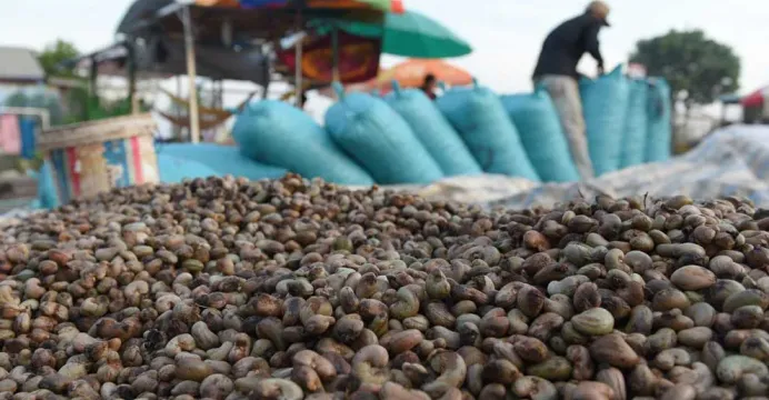 រយៈពេល៣ខែ កម្ពុជានាំចេញគ្រាប់ស...