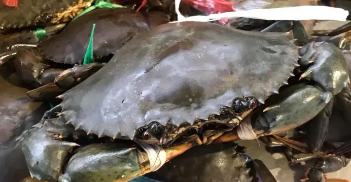 ការចុះបញ្ជី «ក្តាមថ្មកោះកុង»ជា...