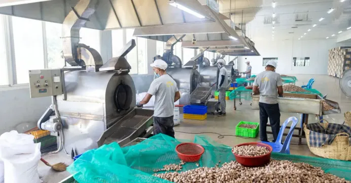 ការកែច្នៃគ្រាប់ស្វាយចន្ទីនៅក្ន...