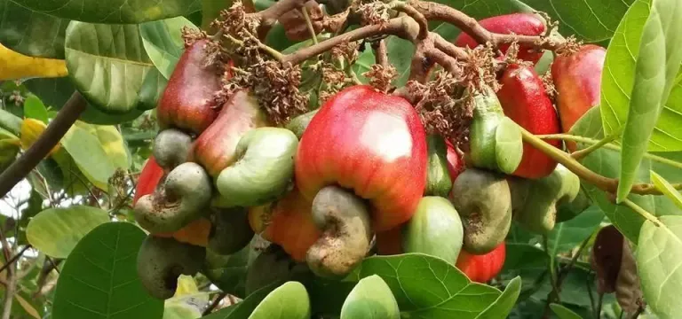 កម្ពុជា​ចុះ​បញ្ជី​ពូជ​ស្វាយចន្...