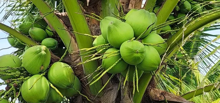 ដូងខ្មែរមានទីផ្សារល្អ និងប្រយោ...