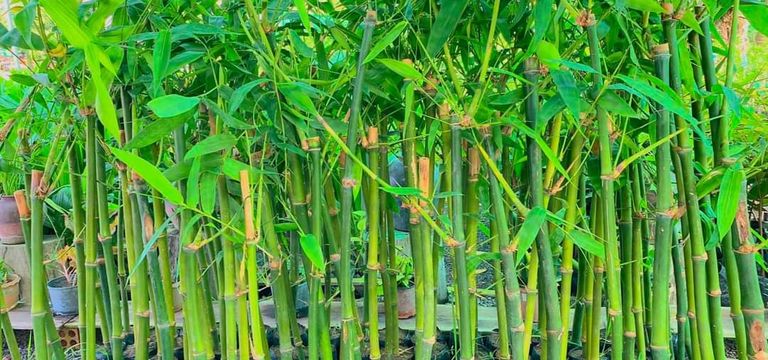 ចម្ការឫស្សីទំពាំងផ្អែមនៅត្បូងឃ...