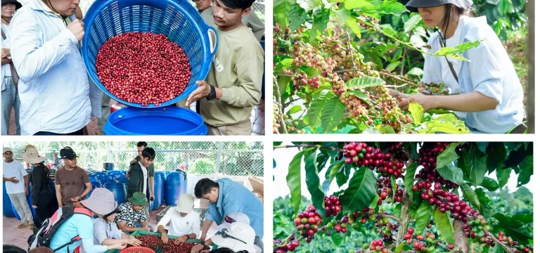 វិស័យកាហ្វេកម្ពុជាជំរុញការកែច្...