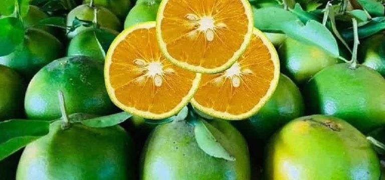 “ក្រូចពោធិ៍សាត់” ក្លាយជាម៉ាកសម...