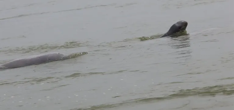 ស្វាគមន៍ កំណើតកូនផ្សោតទី២ ក្នុងឆ្នាំ ២០២៦ លើទឹកដីខេត្តក្រចេះ