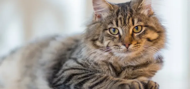 ត្រឹមជាសត្វចិញ្ចឹម តែបើសាកល្បងសង្កេតមើល ឆ្មាកំពុងបង្រៀនមេរៀនជីវិតជូនអ្នកប្រចាំថ្ងៃ