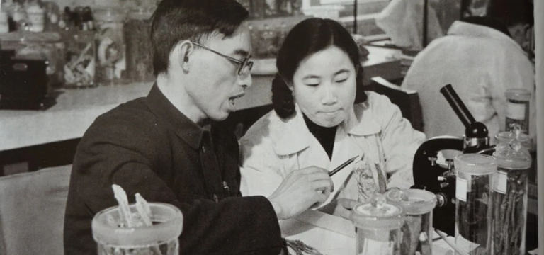 Tu Youyou ស្រ្តីជនជាតិចិនដែលបានជួយសង្គ្រោះជីវិតមនុស្សរាប់លាននាក់ពីជំងឺគ្រុនចាញ់